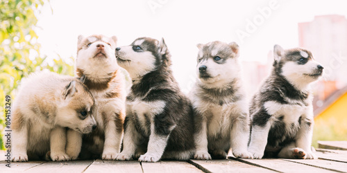Five Four-week-old Husky Puppy Of White-gray-black-brown Color Sitting On Wooden Floor Together.