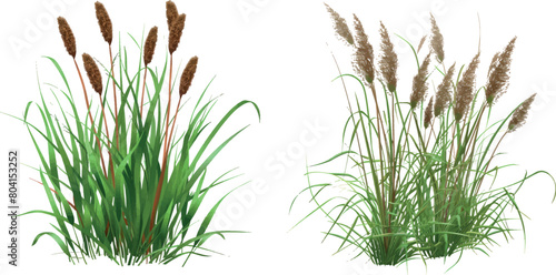 Bush bulrush with green grass