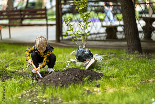 A little boy helps dig a hole to plant a magnolia tree in his yard.