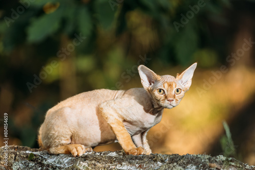 Schilderij op canvas Cute Funny Curious Playful Beautiful Devon Rex Cat sitting on tree trunk in forest, garden