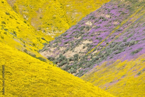 Hills covered in yellow and purple spring flowers during the Superbloom. Carrizo National Monument, Santa Margarita, California, United States of America. photo