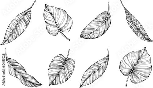 Exotic tropical leaves. Black and white engraved ink art. Isolated leaf illustration element on white background. © ARTSTOK
