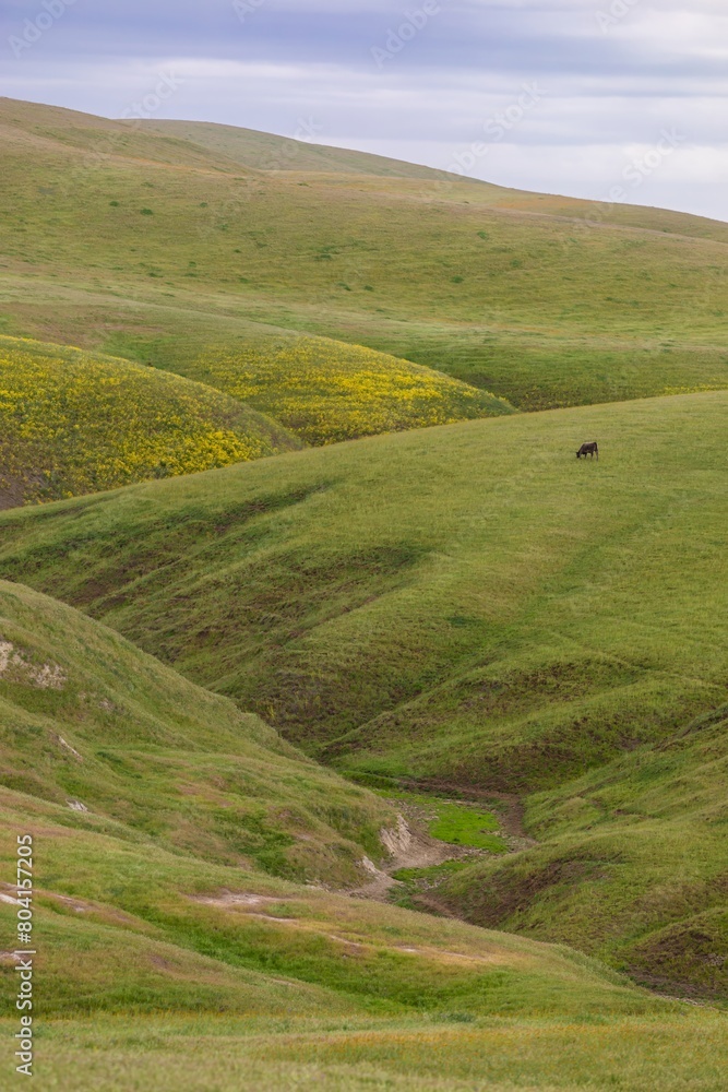 Cattle on a ranch in  Shandon, California, United States of America.