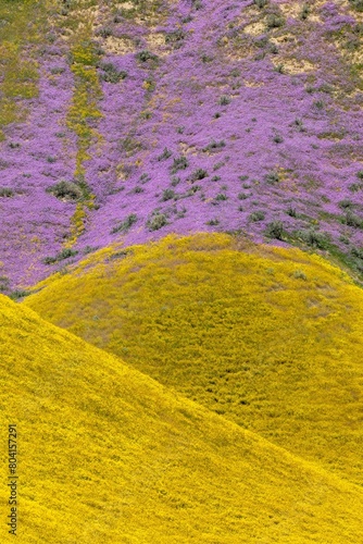 Hills covered in bright yellow and purple spring flowers during the Superbloom. Carrizo National Monument, Santa Margarita, California, United States of America. photo