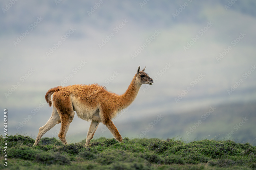Guanaco walks through bushes along grassy ridge Guanaco walks through bushes along grassy ridge