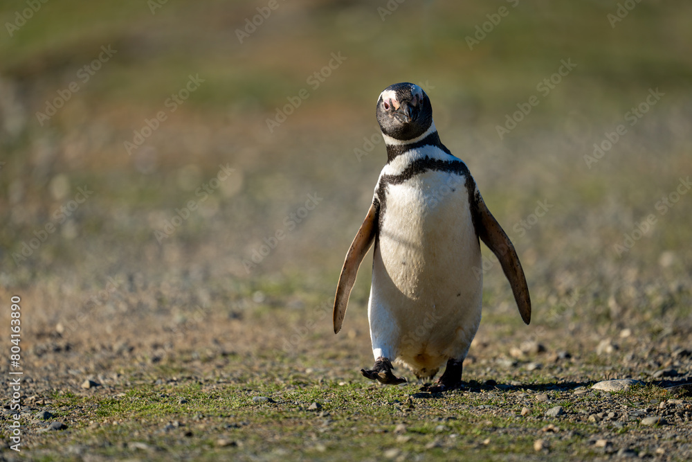 Naklejka premium Magellanic penguin crosses flat ground lifting foot