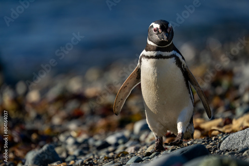 Magellanic penguin crosses shingle beach towards camera photo