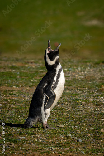 Magellanic penguin in sunlight raises head squawking