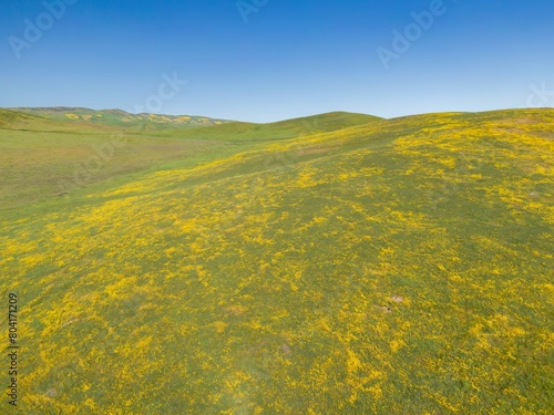 Hills during the superbloom in Carrizo National Monument. Hills are covered with bright yellow flowers. Santa Margarita, California, United States of America. photo