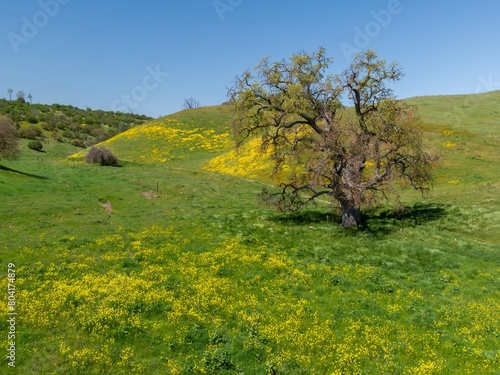 Oak Trees and meadow covered in yeloow spring flowers during superbloom season, Santa Margarita, California, United States of America.