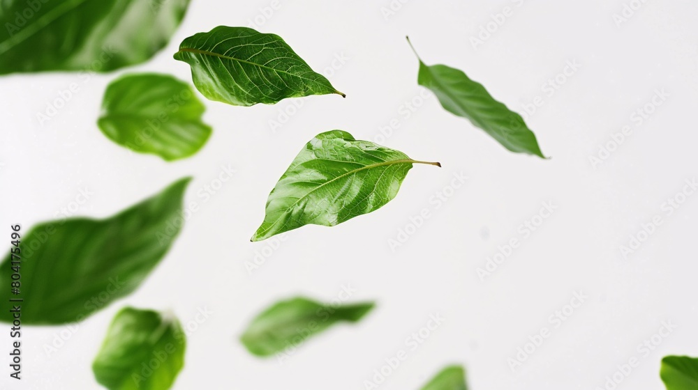 Fresh green leaves gracefully dance against a white backdrop. Fresh green leaves gracefully dance against a white backdrop.