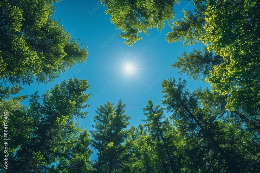 Obraz premium A majestic upward look into a towering forest, with the sun's rays piercing vibrant green foliage