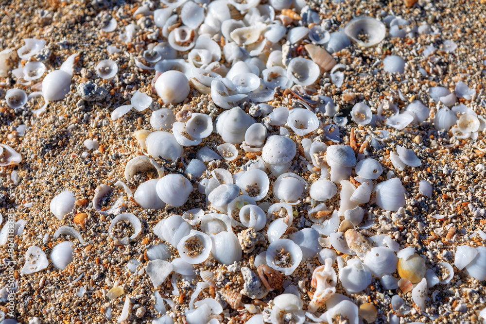 Seashells on the beach. Seashells of various shapes and sizes adorn the shoreline Seashells on the beach. Seashells of various shapes and sizes adorn the shoreline