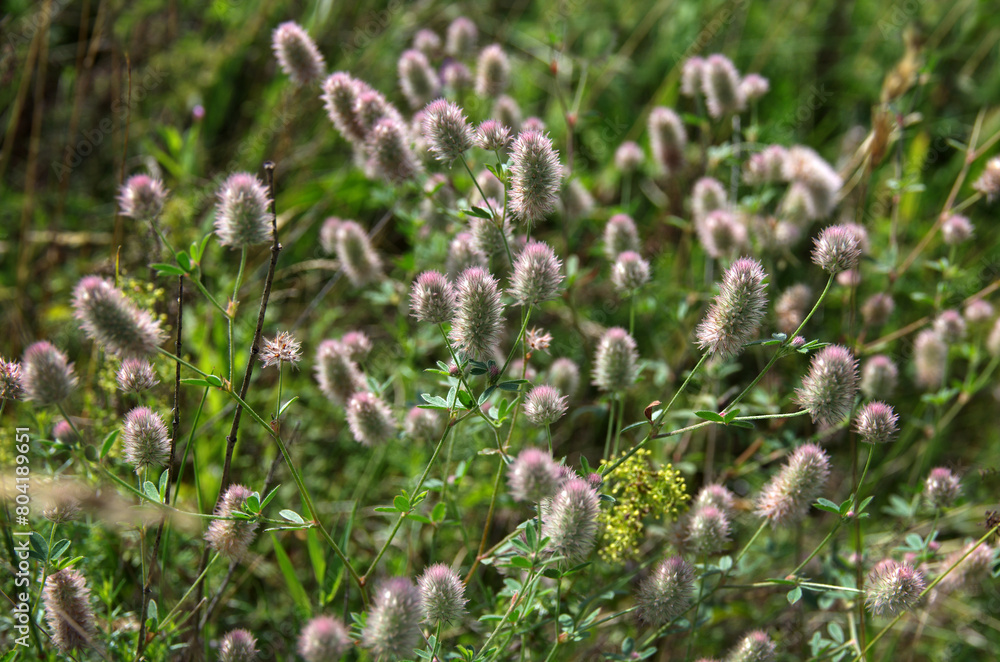 Hasenklee, Trifolium arvense, hare's-foot clover, rabbitfoot clover, stone clover or oldfield clover, native Europe, Central Europe, mods, native insects, native plants, native animals, naturally, Hasenklee, Trifolium arvense, hare's-foot clover, rabbitfoot clover, stone clover or oldfield clover, native Europe, Central Europe, mods, native insects, native plants, native animals, naturally,