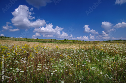 beautiful meadow with various herbs in summer time, wild vegetation under a b...