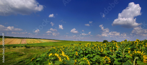 Panoramic view at sunflower field and rural landscapes in the distance, beaut...