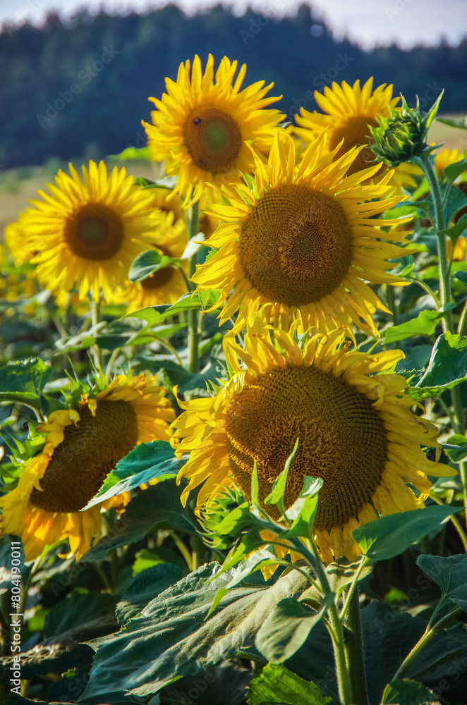 Fototapeta premium sunflower flower heads, close-up, petals highlighted by light.