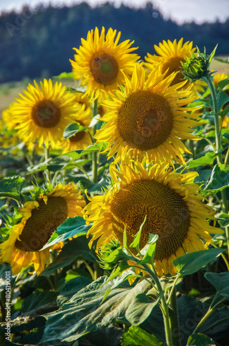 sunflower flower heads, close-up, petals highlighted by light.