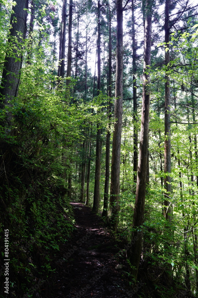 Obraz premium 新緑の森を行く みたらい渓谷遊歩道