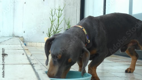 A Dachshund dog in a balcony, eating from a bowl and licking it after he's done. photo