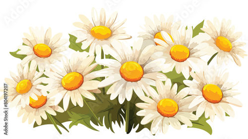 Beautiful camomile flowers on white background 2d f