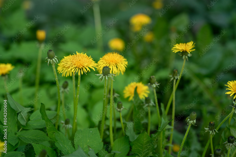 Yellow blooming spring dandelions on a background of green grass Yellow blooming spring dandelions on a background of green grass