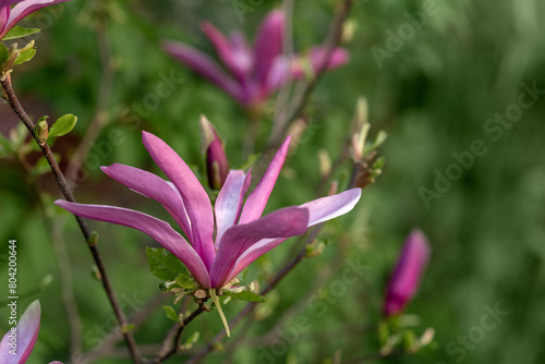 Pink magnolia flowers on a branch close-up. Beautiful blooming spring tree