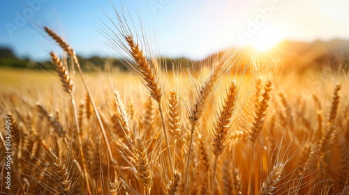 Expansive wheat field in golden sunlight with rolling hills symbolizing agricultural abundance