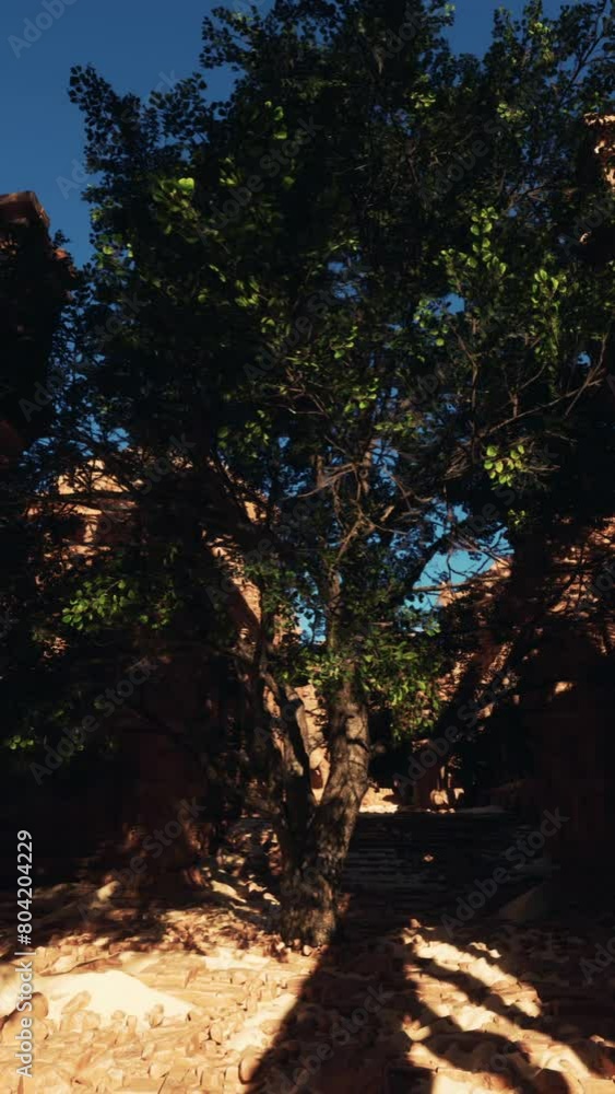 A Majestic Tree Rising From Ancient Ruins A Majestic Tree Rising From Ancient Ruins
