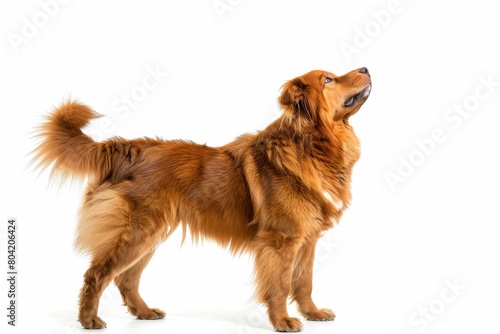 Full body image of an attentive red dog standing with its tail raised staring upward on a pure white background