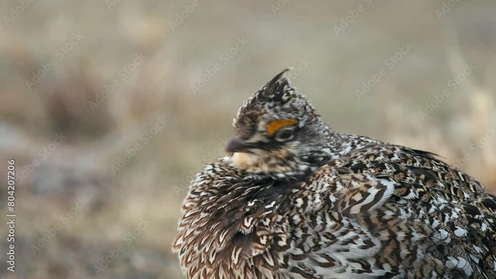 Male Sharp-tailed Grouse plumps feathers on cold breezy morning, CU Male Sharp-tailed Grouse plumps feathers on cold breezy morning, CU