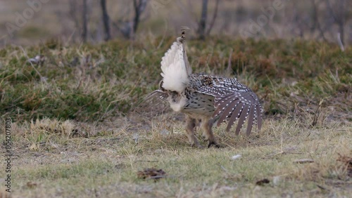 Male Sharptailed Grouse dance to impress females on prairie grass lek photo