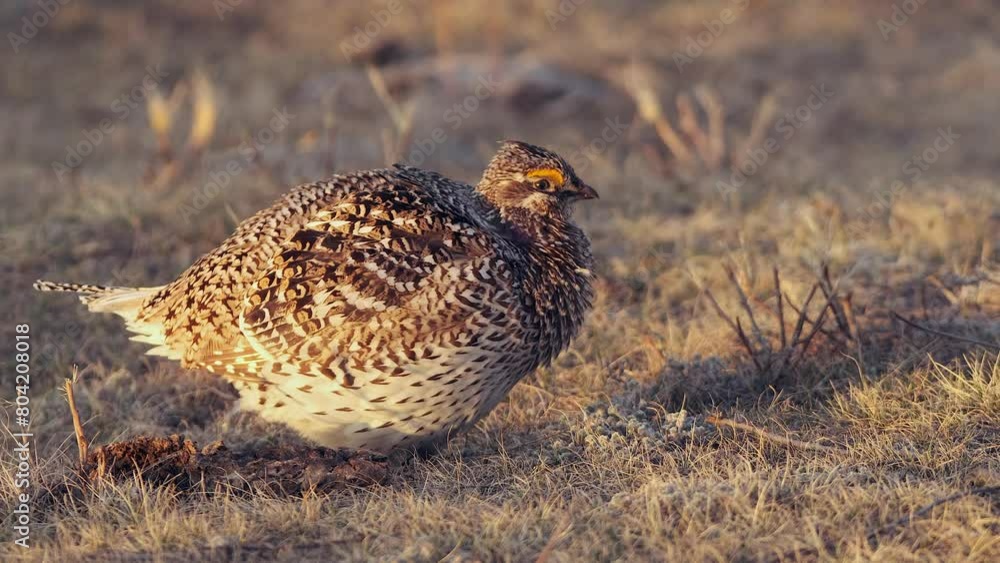 Golden hour sunrise: Sharptail Grouse calls repeatedly on prairie lek Golden hour sunrise: Sharptail Grouse calls repeatedly on prairie lek