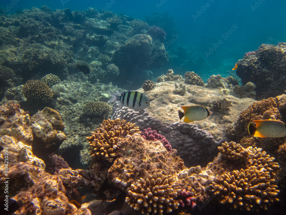 Fototapeta premium Beautiful underwater landscape on a coral reef in the Red Sea