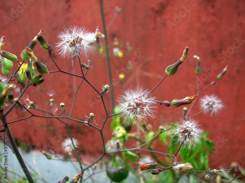 The Dandelion Plant at a garden in Gangtok, Sikkim. Leaves are used to add flavor to salads, sandwiches  teas. The roots are used in some coffee substitutes  the flowers are used to make wines. 