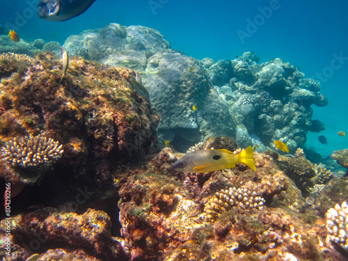Fototapeta Naklejka Na Ścianę i Meble -  Beautiful underwater landscape on a coral reef in the Red Sea
