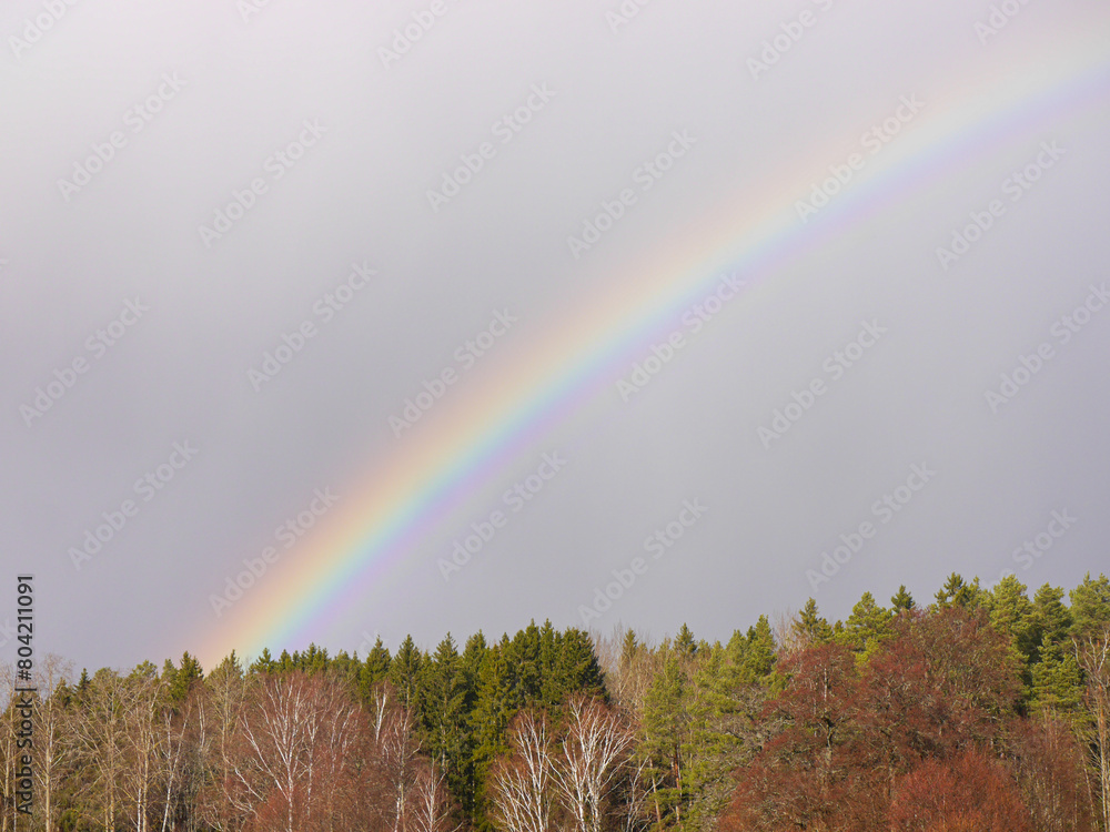 A rainbow over the forest