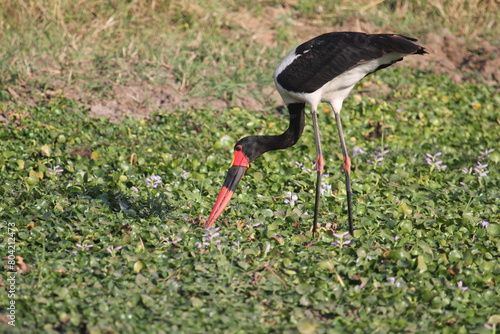 winged stilt