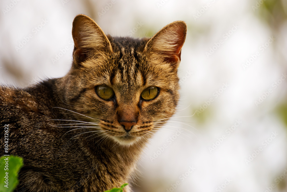 Portrait of a cat in the garden