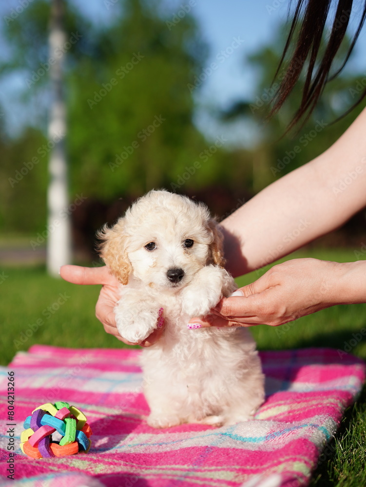 White Toy Poodle Puppy sits on blanket in a park. Cute puppy is looking at the camera. Domestic pets White Toy Poodle Puppy sits on blanket in a park. Cute puppy is looking at the camera. Domestic pets