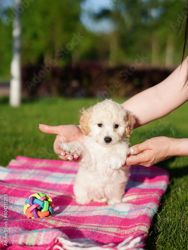White Toy Poodle Puppy sits on blanket in a park. Cute puppy is looking at the camera. Domestic pets