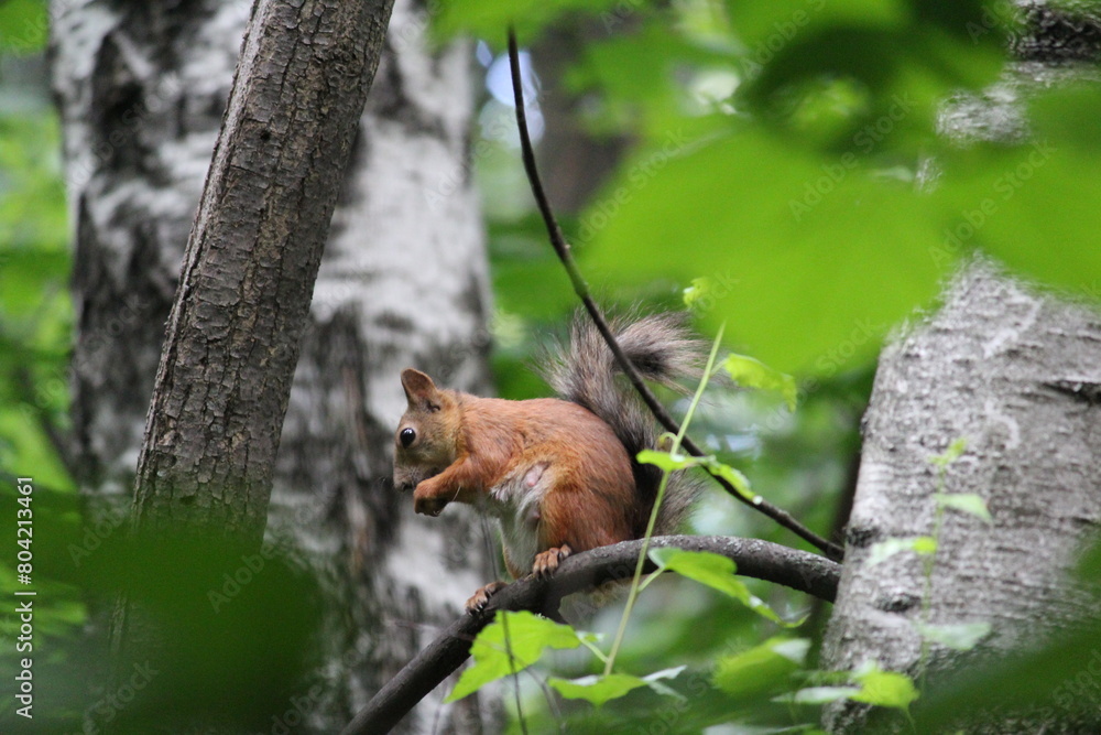 squirrel on a tree squirrel on a tree