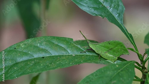 Camera zooms out while swaying left and right as it feeds on the leaf, Systella rafflesii Leaf Grasshopper, Thailand photo