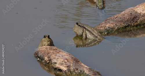 Two individuals back to back resting on drifting two pieces of wood, Gold-spotted Mudskipper Periophthalmus chrysospilos, Thailand photo