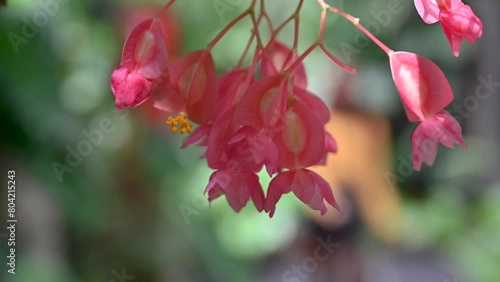 Pink Cane-like Begonia 'Torch' flowers within Tropicario, Bogotá Botanical Gardens, Colombia photo