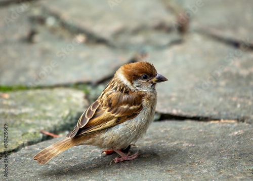 Eurasian Tree Sparrow (Passer montanus) - London Park's Chirpy Resident