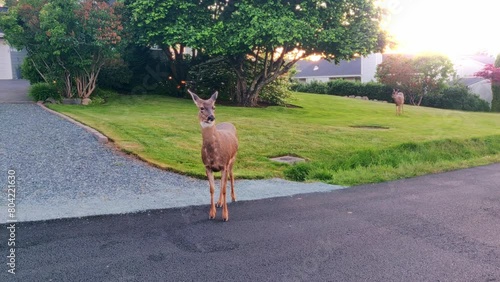 Black-tailed Deer Standing On Street In Anacortes, Washington. closeup, static shot photo