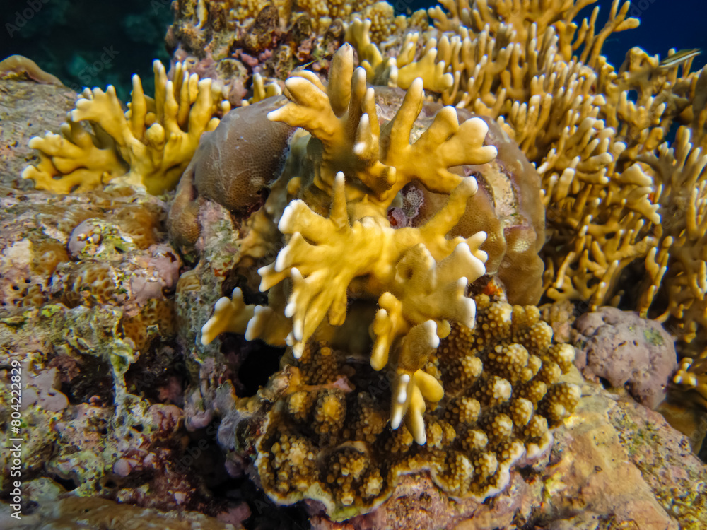 Beautiful corals in the coral reef of the Red Sea. Colored corals. Undersea world. Beautiful corals in the coral reef of the Red Sea. Colored corals. Undersea world.