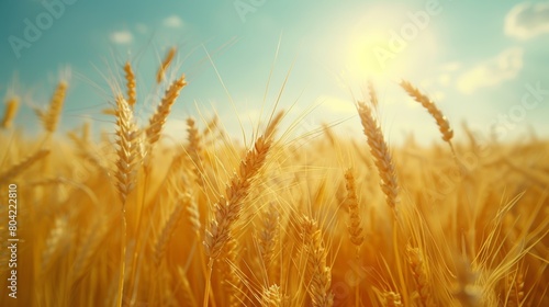 Golden wheat field under a clear blue sky capturing the essence of agricultural beauty and nature s bounty