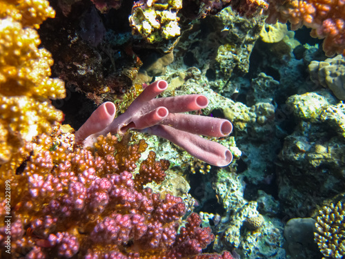 Beautiful corals in the coral reef of the Red Sea. Colored corals. Undersea world.